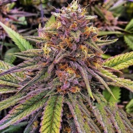 Purple Bubba Kush Fotoperiodica