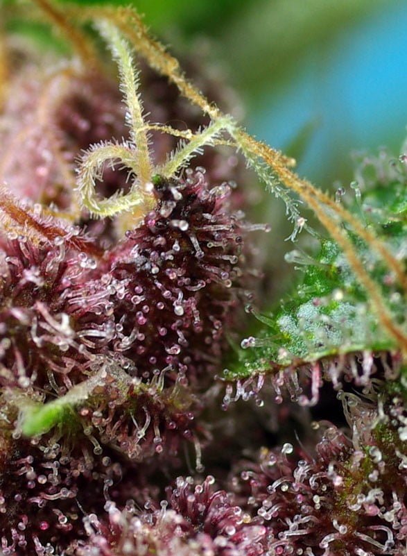 red-mandarine-f1-fast-version (4) Red Mandarine F1 Fast Version - Image 5