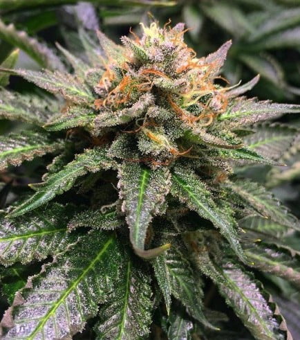 Amnesia lemon
