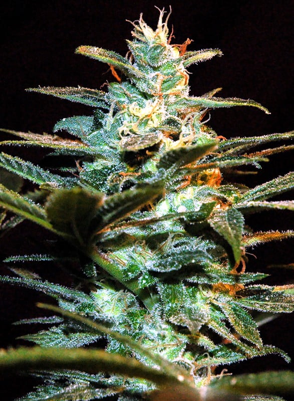 Nyc Diesel