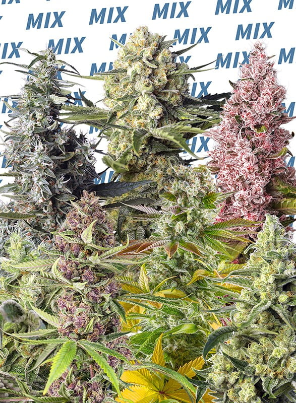 Sweet mix fotodependientes (1)