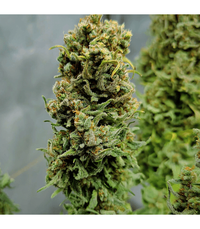 Auto Skywalker Ghost X Triangle Kush - Image 2