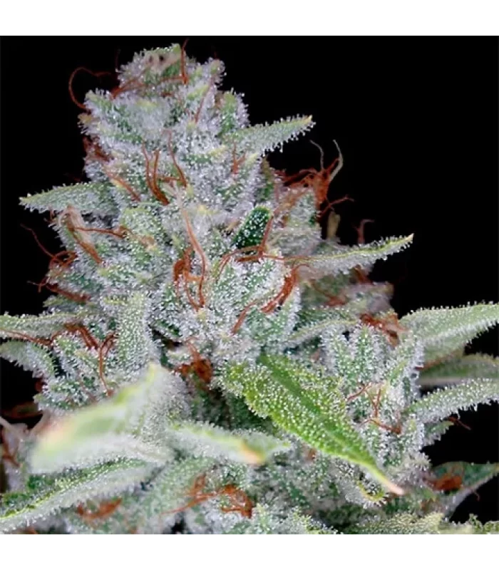 Auto Skywalker Ghost X Triangle Kush