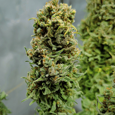 Skywalker ghost x triangle kush