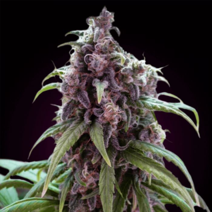 Blueberry Auto