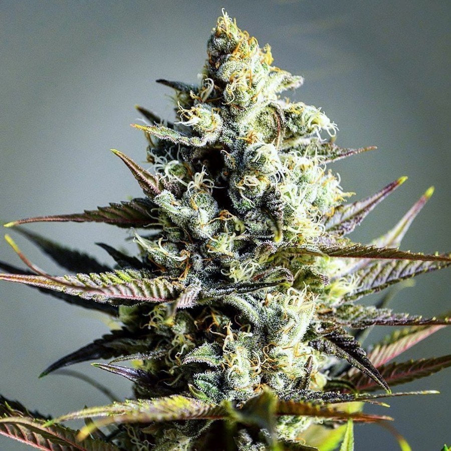 Critical Kush Fotoperiodica