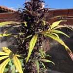 Usuario de Instagram