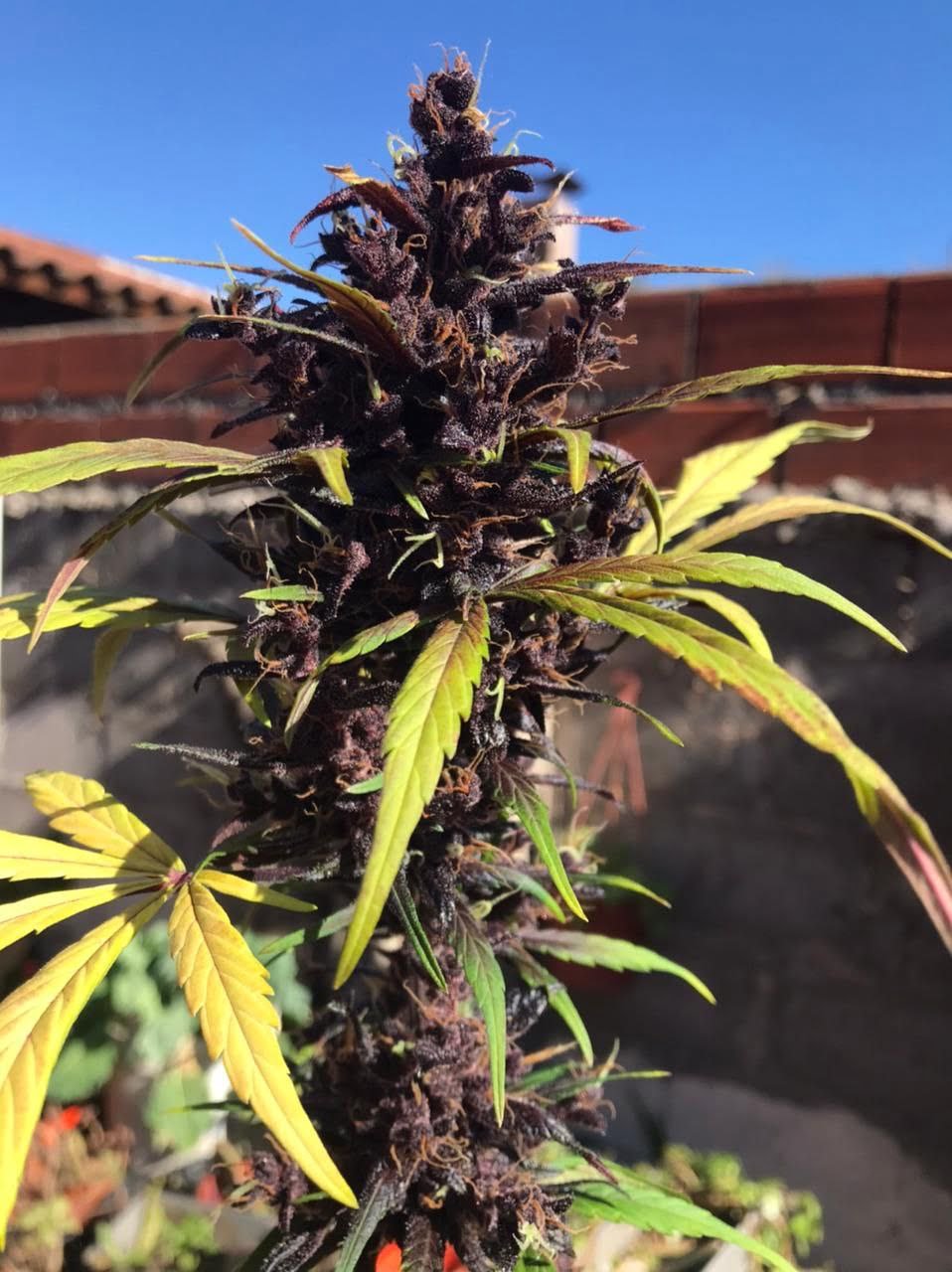 Usuario de Instagram