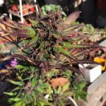 Usuario de Instagram