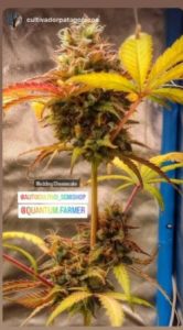 Cultivador patagonico