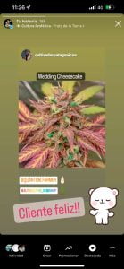 Cultivador patagonico