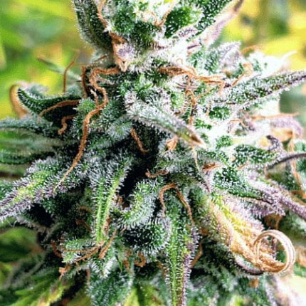 Cream Candy Auto