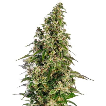 Afghani #1 Auto