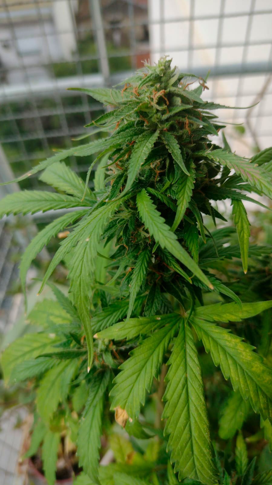 Cliente feliz SweetSeeds