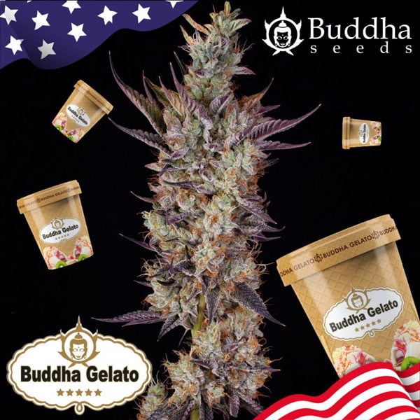 buddha-gelato-(2)web Buddha Gelato