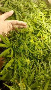 Cliente feliz Semishop