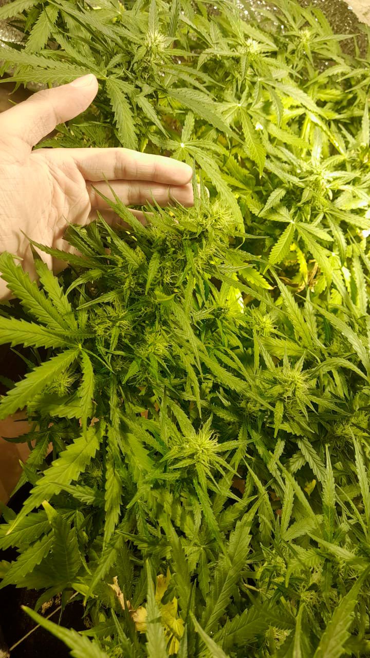 Cliente feliz Semishop