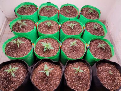 Cliente 420 fast buds