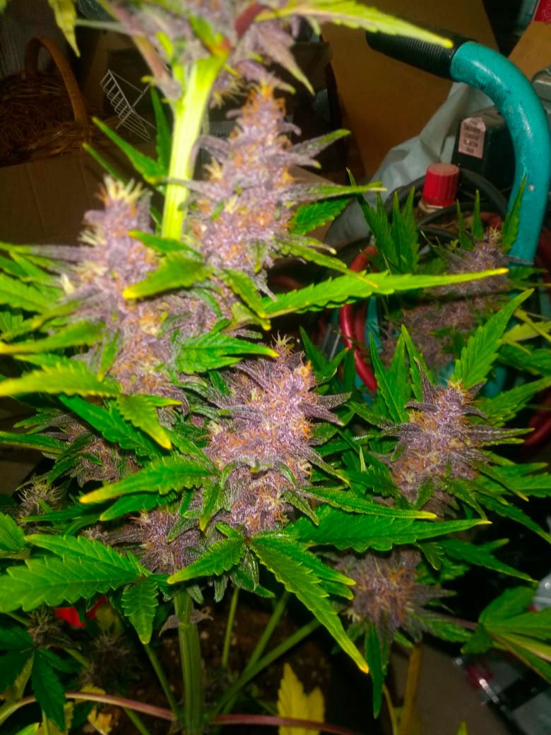Juan Ignacio - Cbd