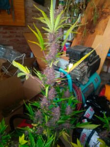 Juan Ignacio - Cbd