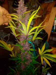 Juan Ignacio - Cbd
