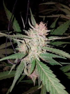 Cliente de Whatsapp Sweet Seed