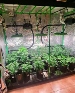 Cliente feliz Whatsapp