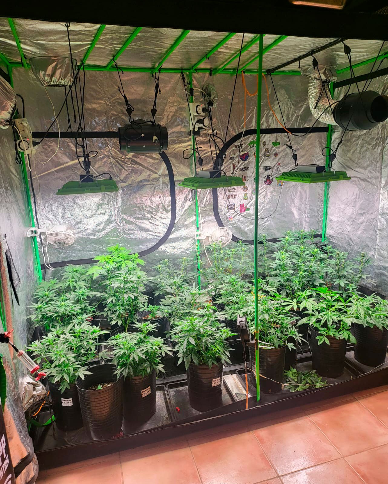 Cliente feliz Whatsapp