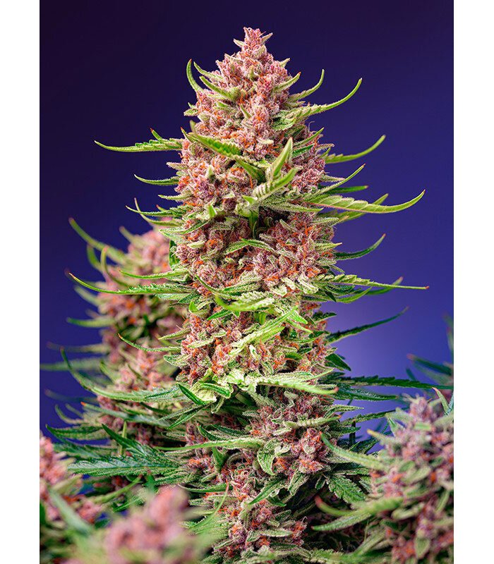 Strawberry Cola Shertbet F1
