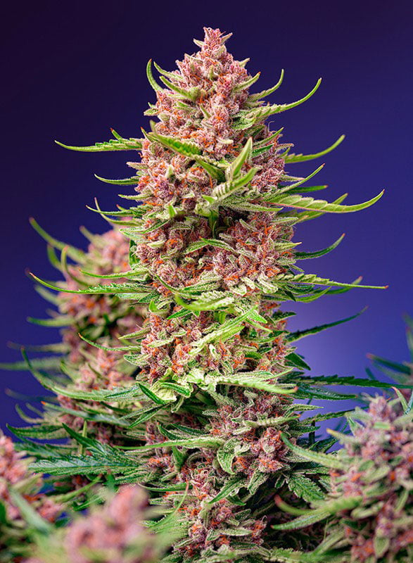 Strawberry Cola Shertbet F1