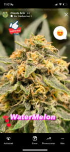 Cliente feliz Watermelon