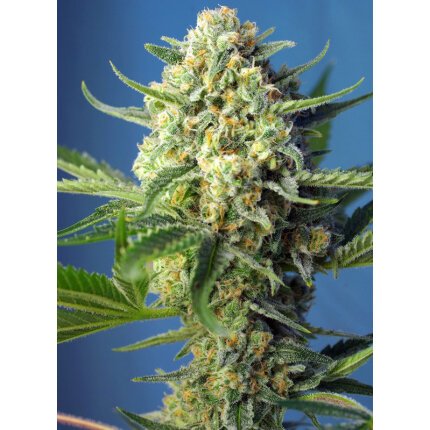 S.A.D Sweet Afghani Delicious Auto