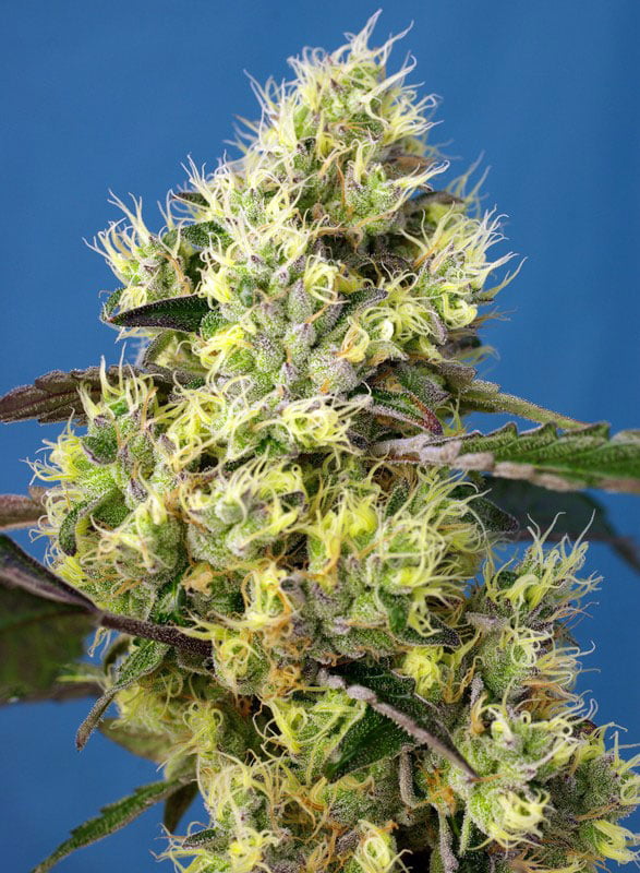 sweet-gelato-auto-(1)web Sweet Gelato Auto