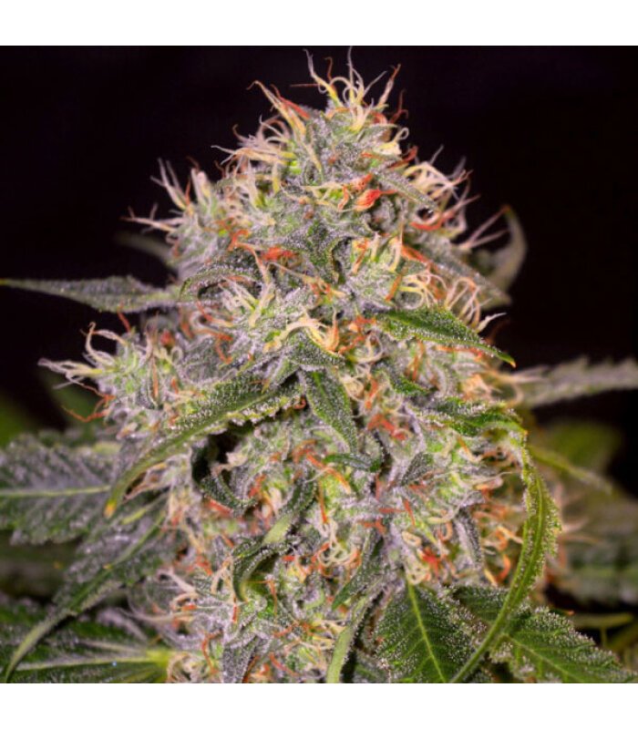 Auto Grandaddy Gorilla - Image 1