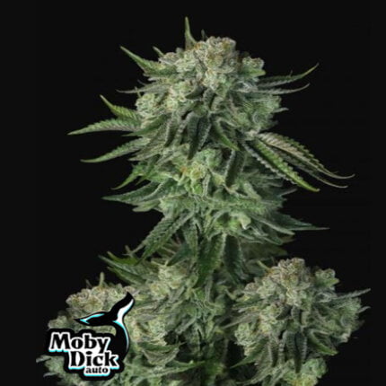 Original Auto Moby Dick