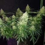 Exodus Cheese - Image 3