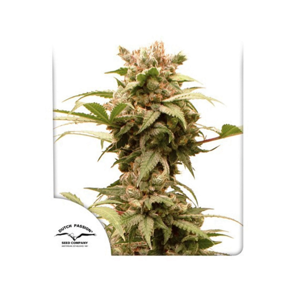 AUTOCBGFORCE2 (1) Auto CBG Force - Image 1