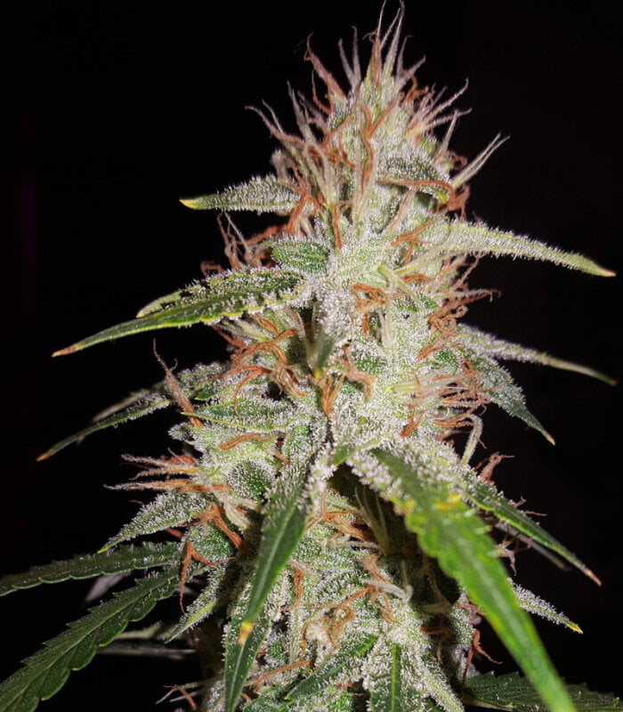 Blackberry Gum Auto - Image 1