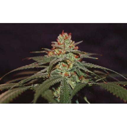 Blackberry gum autofloreciente es la versión automática más sabrosa de seedstockers.jpg