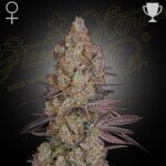 Exodus Cheese