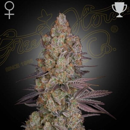Exodus cheese