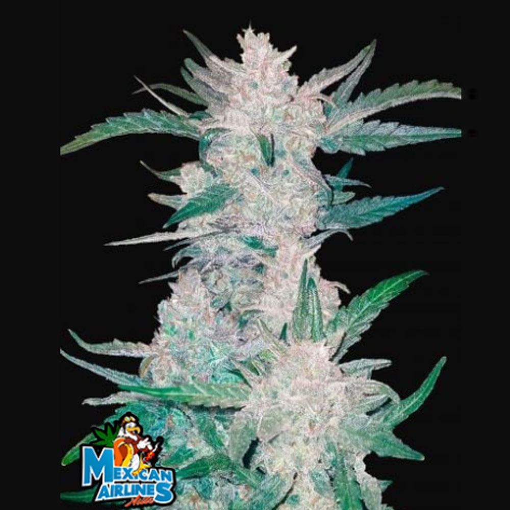 Mexican-airlines Mexican Airlines - Image 1