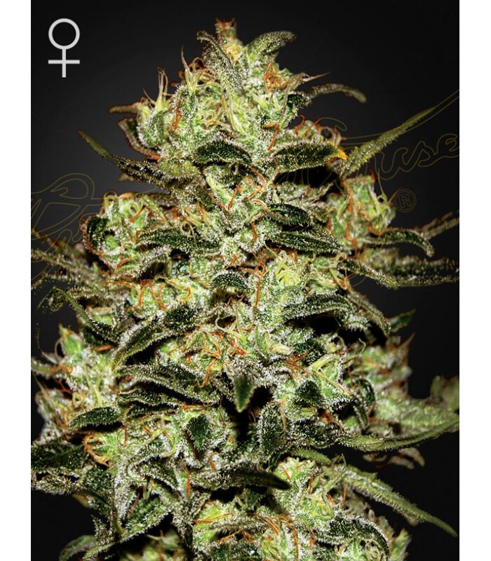 Moby Dick - Image 1
