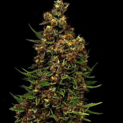 Mollevec flower t28 h 14284 lotc002234 ndc14284 social