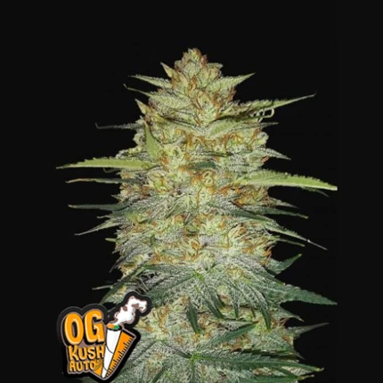 Original Auto OG Kush