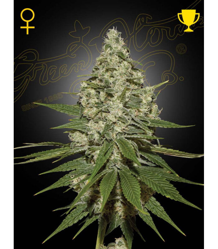 Super Lemon Haze - Image 1