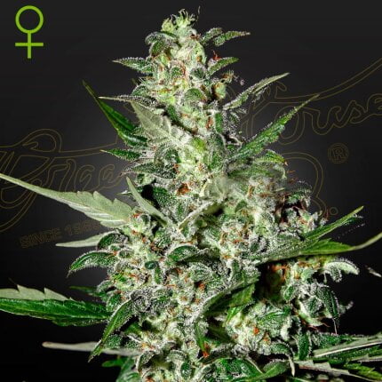 Super Critical Auto