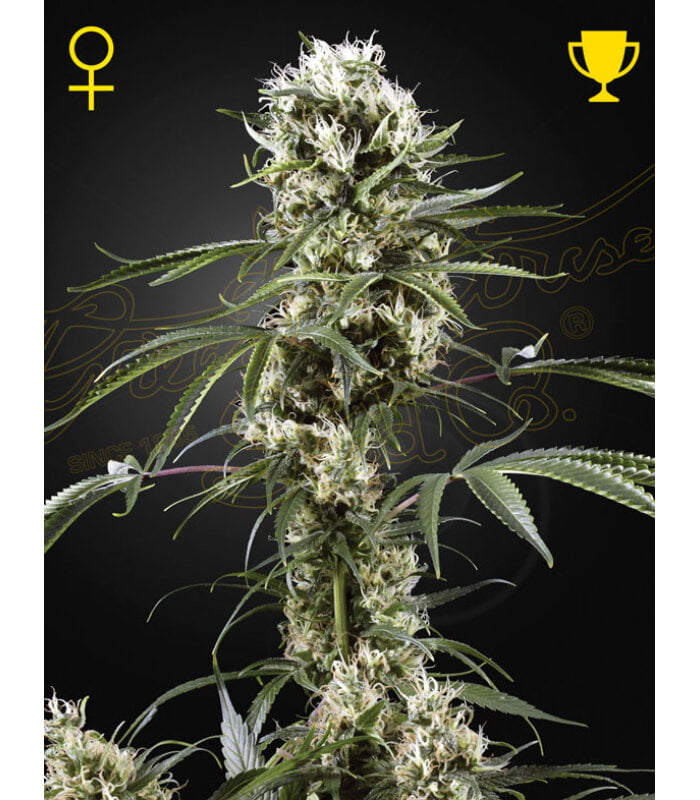 Super Lemon Haze - Image 2