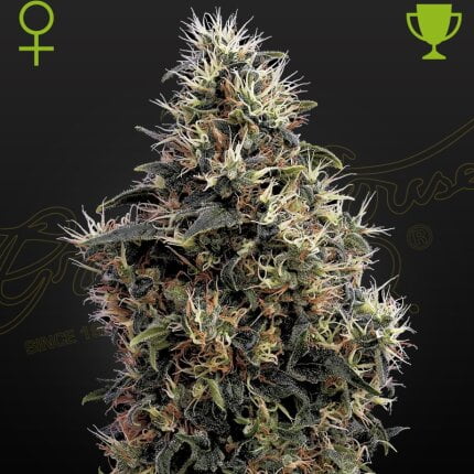 Sweetmangoauto 70a6 81