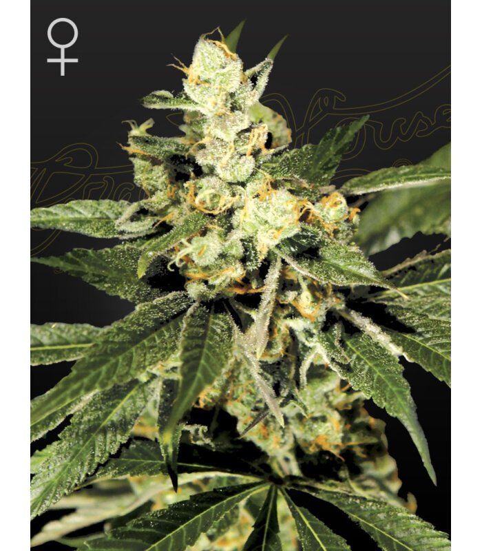 Trainwreck - Image 1